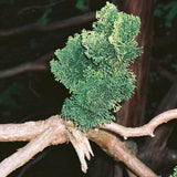 DIFFUSEUR HINOKI 200 ML 320 L:A BRUKET