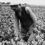 DIFFUSEUR SWEET TOBAK 200 ML 319 L:A BRUKET