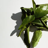 NETTOYANT MAINS ET CORPS GRAPEFRUIT LEAD 194 L:A BRUKET