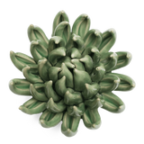 CERAMIC FLOWER GREEN SORBET PEONY