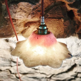 BALADEUSE JOSÉPHINE - ROSE