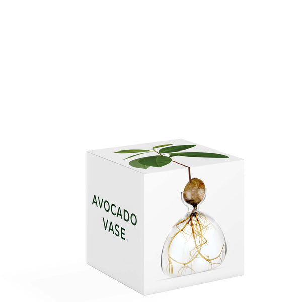 VASE À AVOCAT TRANSPARENT